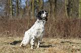 SETTER ANGLAIS 085